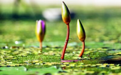 Le début de saison approche